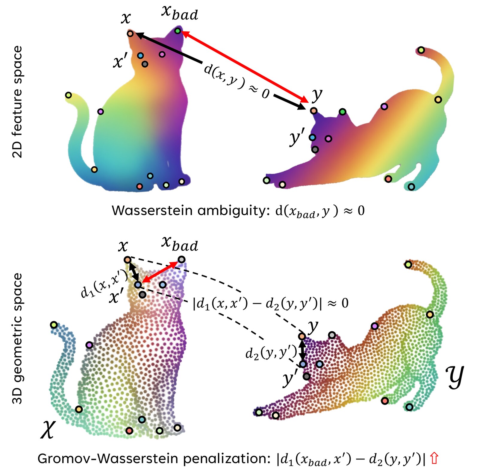 Semantic and geometric correspondence between two cat shapes